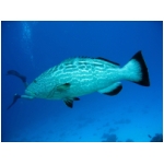The fish that ate Brandon.jpg
